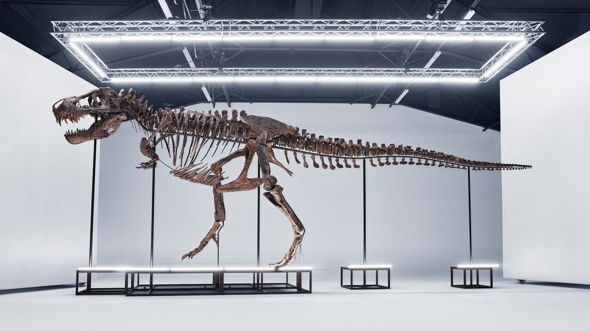 Vědci se zlobí. V Evropě se bude poprvé dražit kostra Tyrannosaura rexe